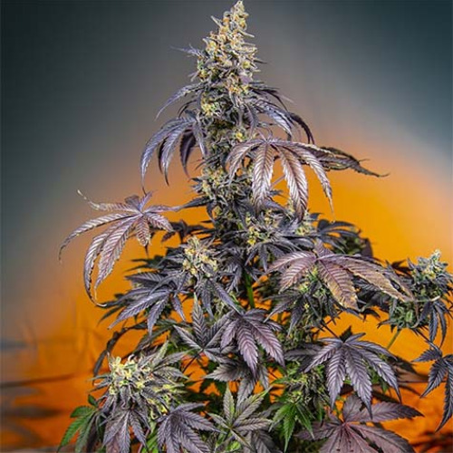 Red Gorilla Girl XL Auto - Sweet Seeds