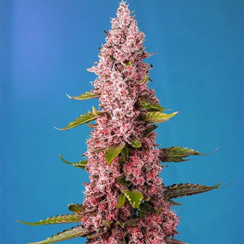 Red Hot Cookies - Sweet Seeds