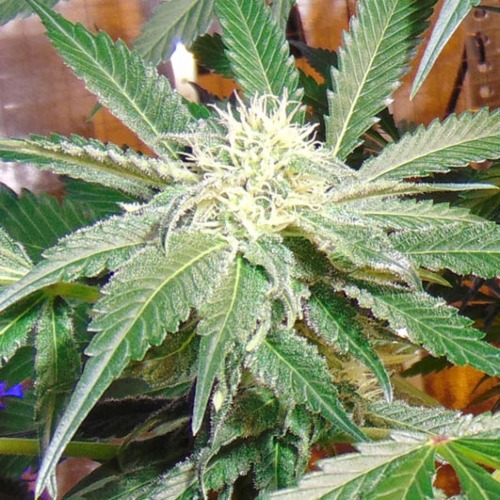 Red Leicester Tease Dr Krippling Seeds Sensual red light, noir style. red leicester tease dr krippling seeds