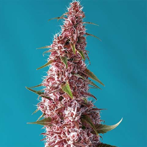 Red Pure Auto CBD - Sweet Seeds