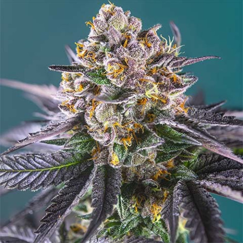 Red Strawberry Banana Auto - Sweet Seeds