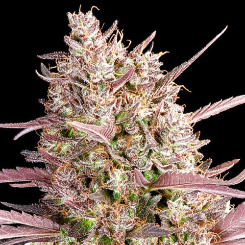 Redline - Anesia Seeds