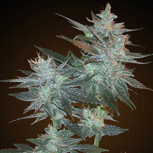 La Ultra - Resin Seeds