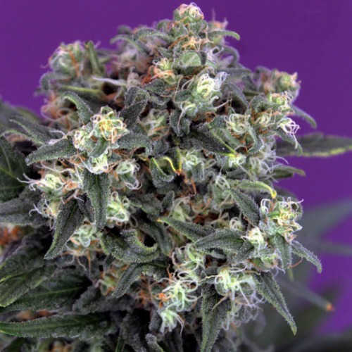 Criminal+ - Ripper Seeds top wietplant