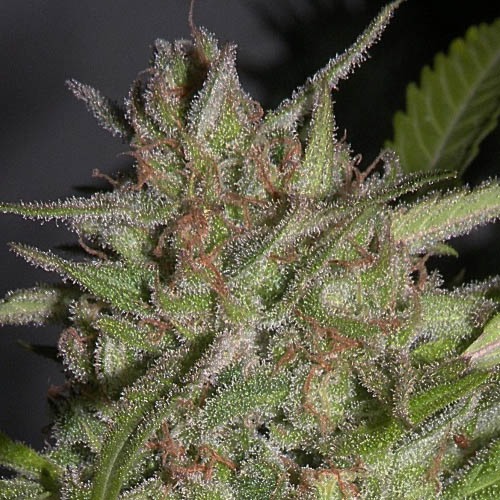 Hawaiian Wave - Ripper Seeds top wietplant in bloei
