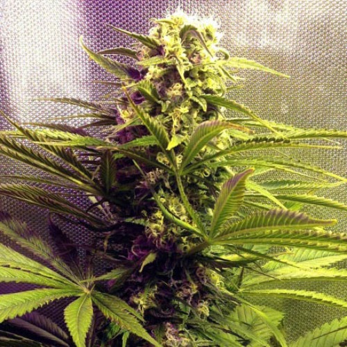 Hawaiian Wave - Ripper Seeds wietplant binnenkweek