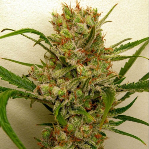 Ripper Haze - Ripper Seeds top wietplant in bloei