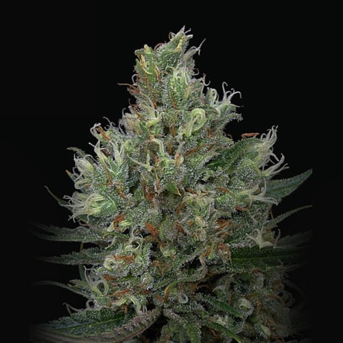 Ripper Haze - Ripper Seeds