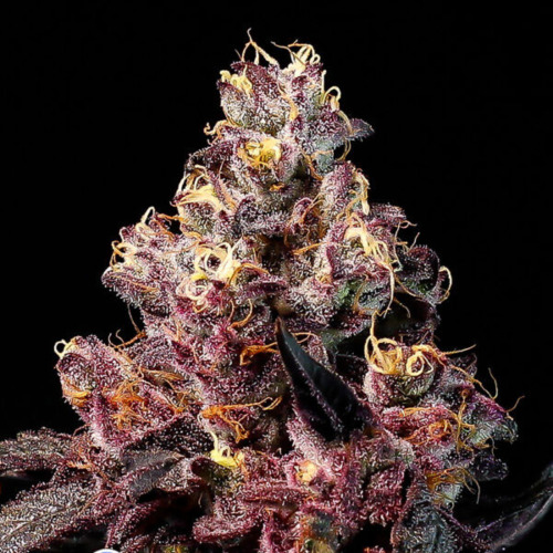 Rose Soda Auto - Anesia Seeds