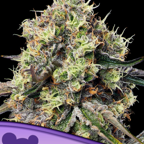 Roswell Code - Anesia Seeds