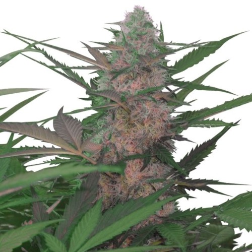 Royal AK Automatic - Royal Queen Seeds
