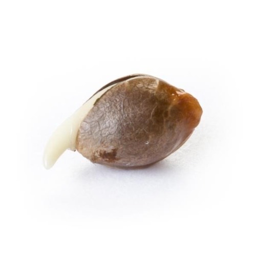 Ontkiemd zaadje Royal Bluematic - Royal Queen Seeds
