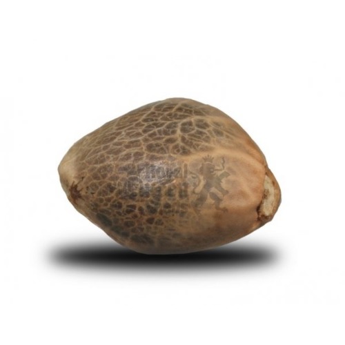Royal Bluematic cannabis zaadje - Royal Queen Seeds