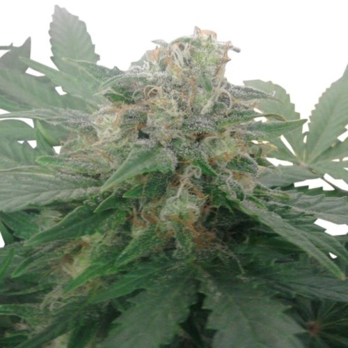 Royal Bluematic top - Royal Queen Seeds