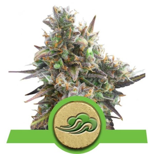 Royal Bluematic wietsoort - Royal Queen Seeds