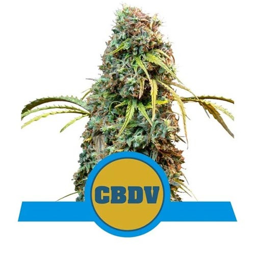 Royal CBDV Automatic - Royal Queen Seeds