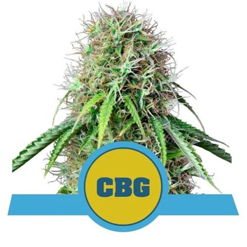Royal CBG Automatic - Royal Queen Seeds