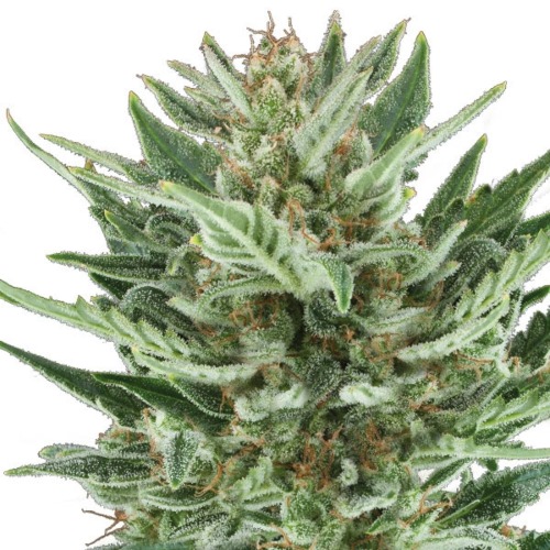 Royal Cheese Automatic - Royal Queen Seeds