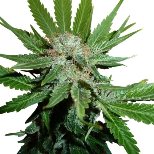 Royal Cheese fast flowering - Royal Queen Seeds