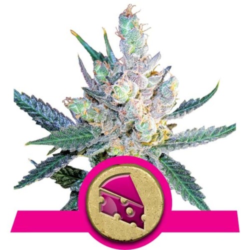 Royal Cheese Fast Flowering strain - Royal Queen Seeds