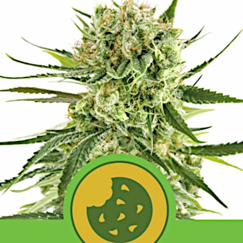 Royal Cookies Auto - Royal Queen Seeds