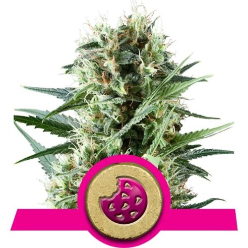 Royal Cookies wietsoort - Royal Queen Seeds