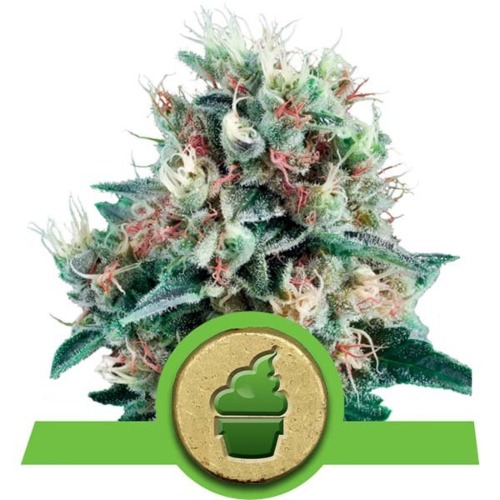 Royal Creamatic wietsoort - Royal Queen Seeds