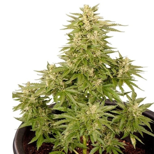 Royal Critical Auto - Royal Queen Seeds autoflower wietplant in pot