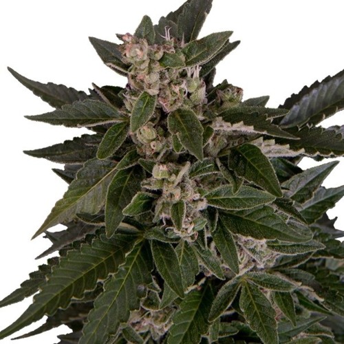 Royal Critical Auto top - Royal Queen Seeds