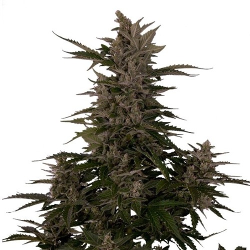 Royal Critical Auto - Royal Queen Seeds