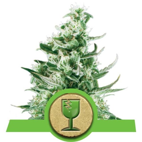 Royal Critical Auto strain - Royal Queen Seeds