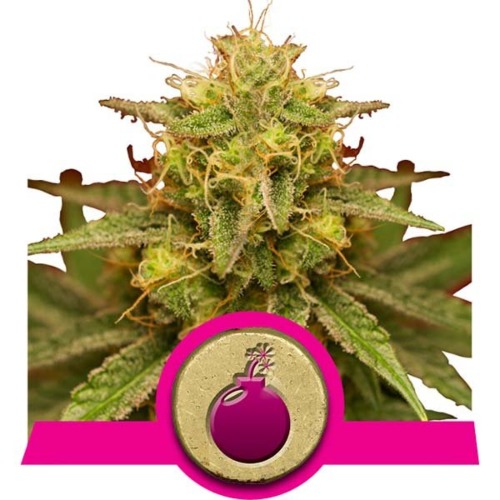 Royal Domina wietsoort - Royal Queen Seeds