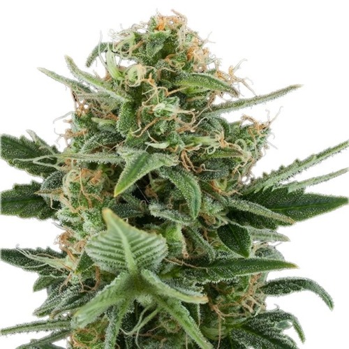 Royal Dwarf Auto - Royal Queen Seeds