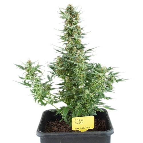 Royal Dwarf Auto - Royal Queen Seeds autoflower wietplant in pot