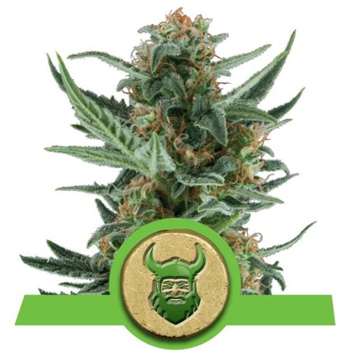 Royal Dwarf Auto - Royal Queen Seeds