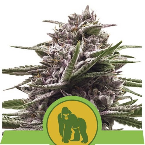 Royal Gorilla Automatic - Royal Queen Seeds