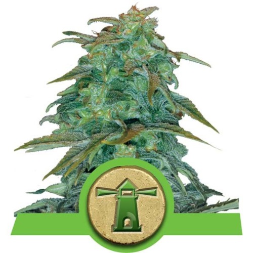 Royal Haze Auto wietsoort - Royal Queen Seeds