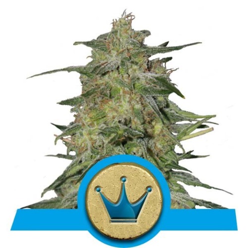 Royal Highness CBD wietsoort - Royal Queen Seeds