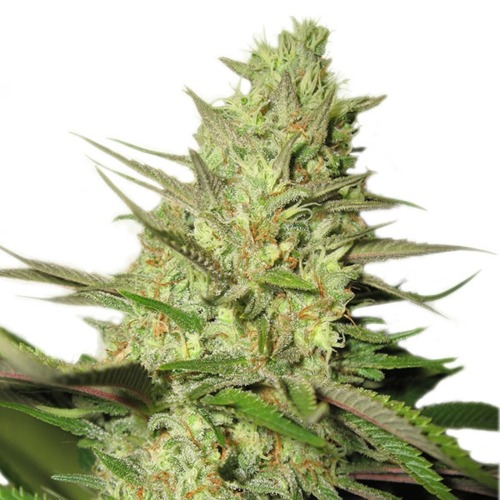 Royal Jack Automatic - Royal Queen Seeds