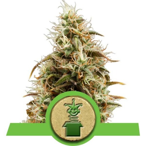 Royal Jack Automatic wietsoort - Royal Queen Seeds