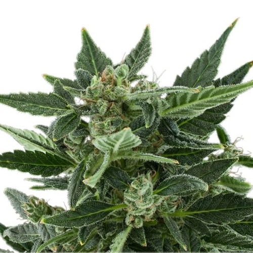 Royal Kush Auto wietplant - Royal Queen Seeds