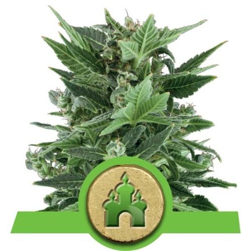 Royal Kush Auto wietsoort - Royal Queen Seeds