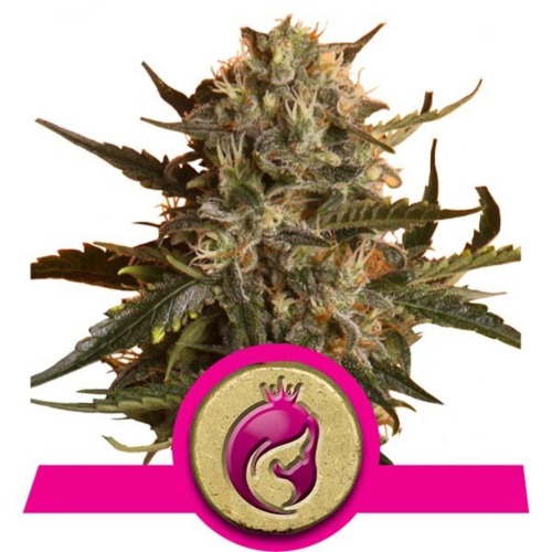 Mother Gorilla wietsoort - Royal Queen Seeds