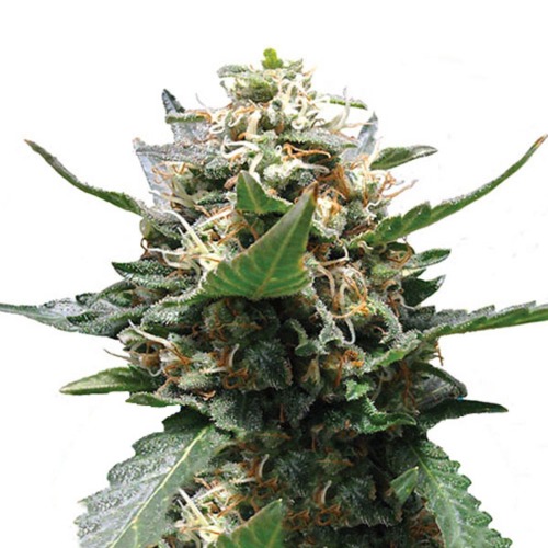 Royal Medic CBD - Royal Queen Seeds