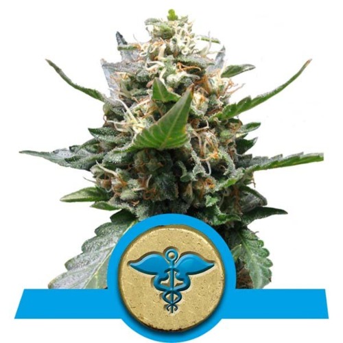 Royal Medic CBD wietsoort van Royal Queen Seeds