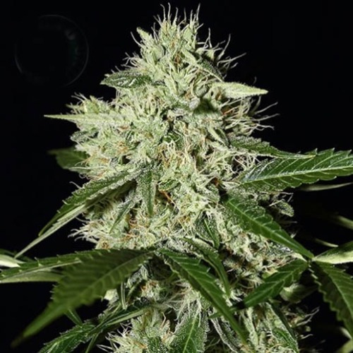 Royal Queen Diamond Auto - Kera Seeds