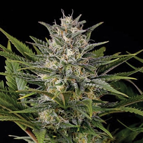 Royal Queen Diamond - Kera Seeds