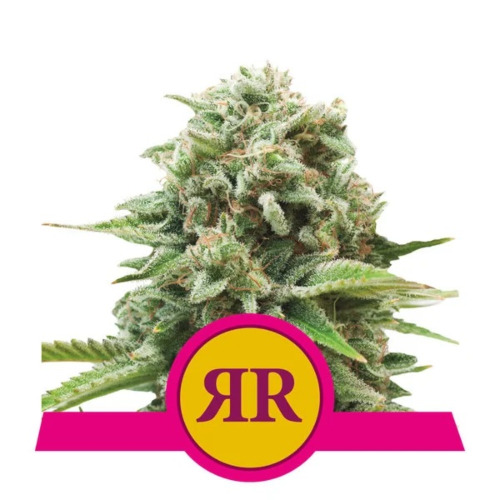 Royal Runtz - Royal Queen Seeds