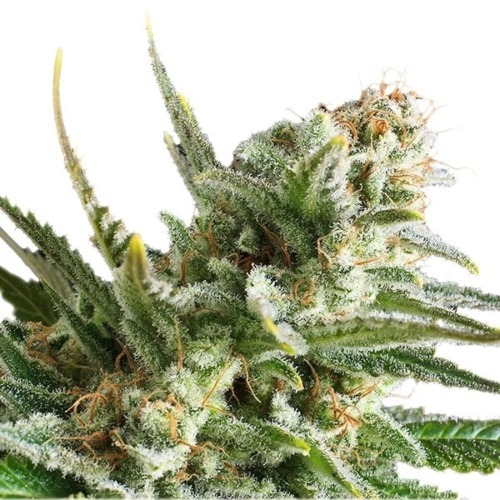 Amnesia Haze - Royal Queen Seeds wiet top close-up 