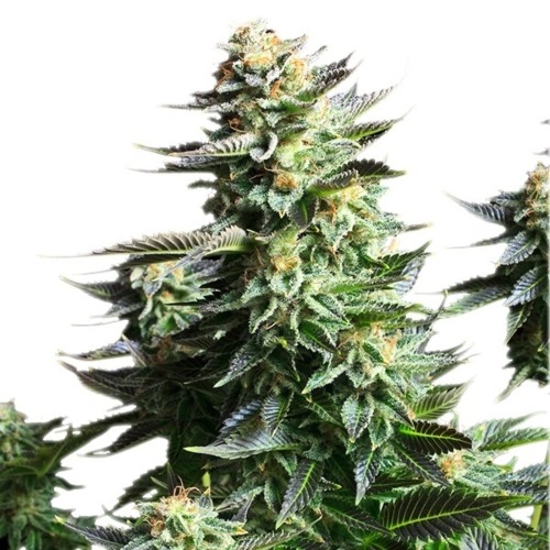 Amnesia Haze - Royal Queen Seeds wietplant top